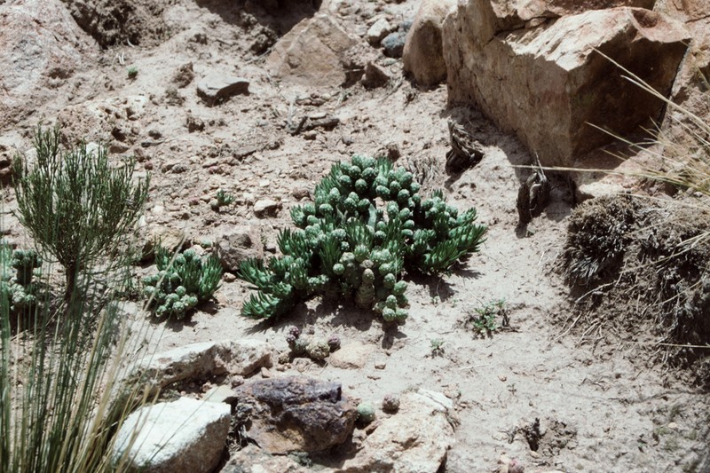Tephrocactus verschaffeltii photo 2