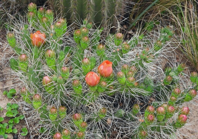 Tephrocactus verschaffeltii photo 3