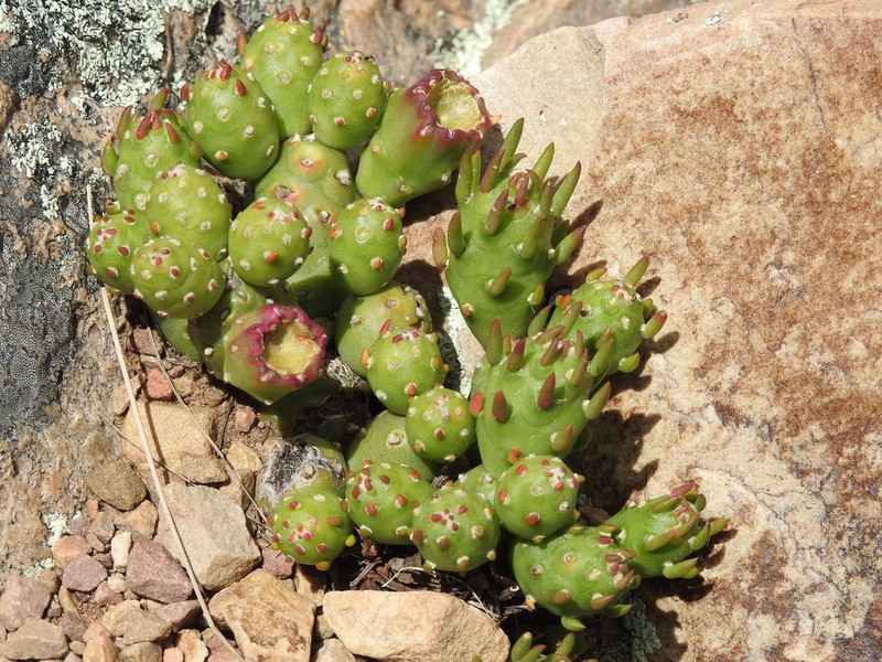 Tephrocactus verschaffeltii photo 4