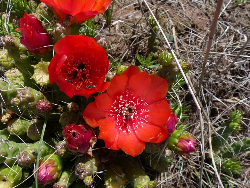 Tephrocactus verschaffeltii photo 5