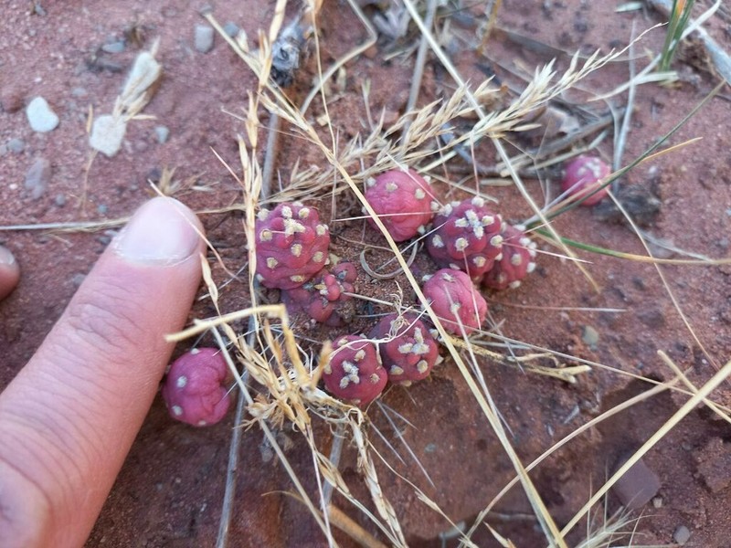 Tephrocactus verschaffeltii photo 6