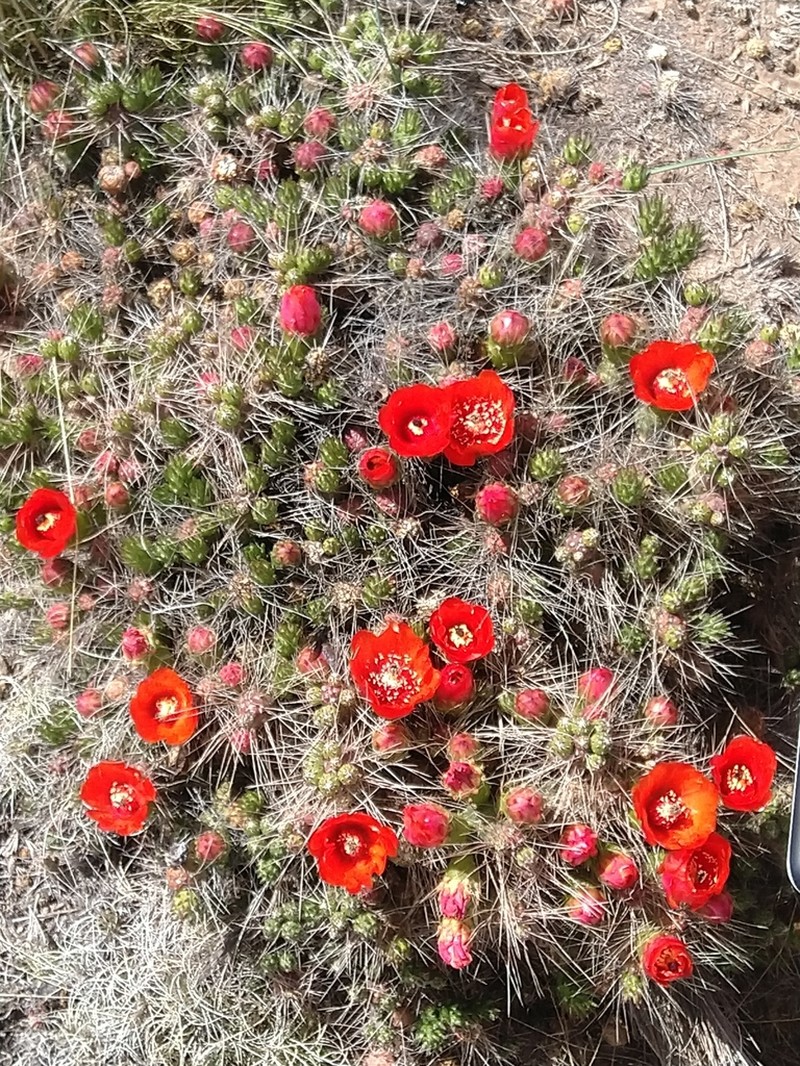 Tephrocactus verschaffeltii photo 7