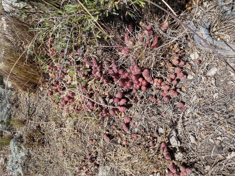 Tephrocactus verschaffeltii photo 8
