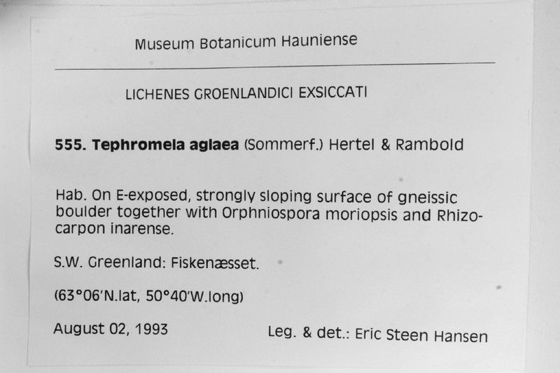 Tephromela Lichen photo 2