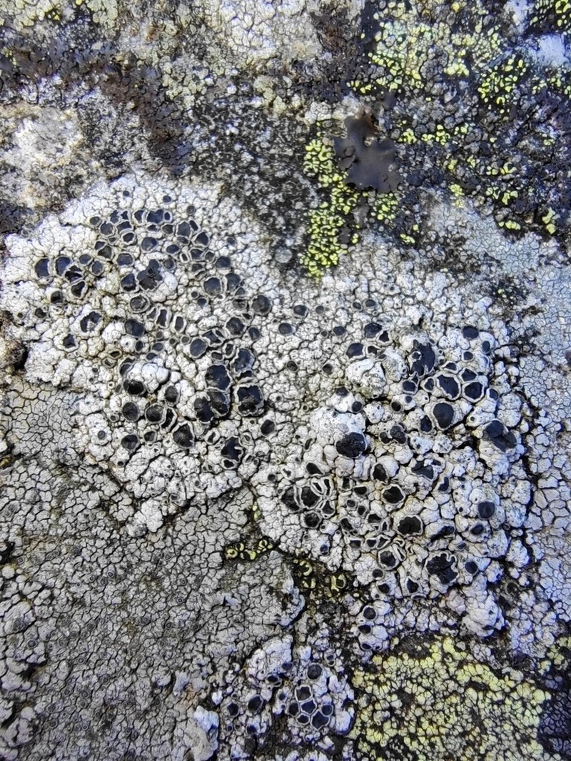 Tephromela Lichen photo 2