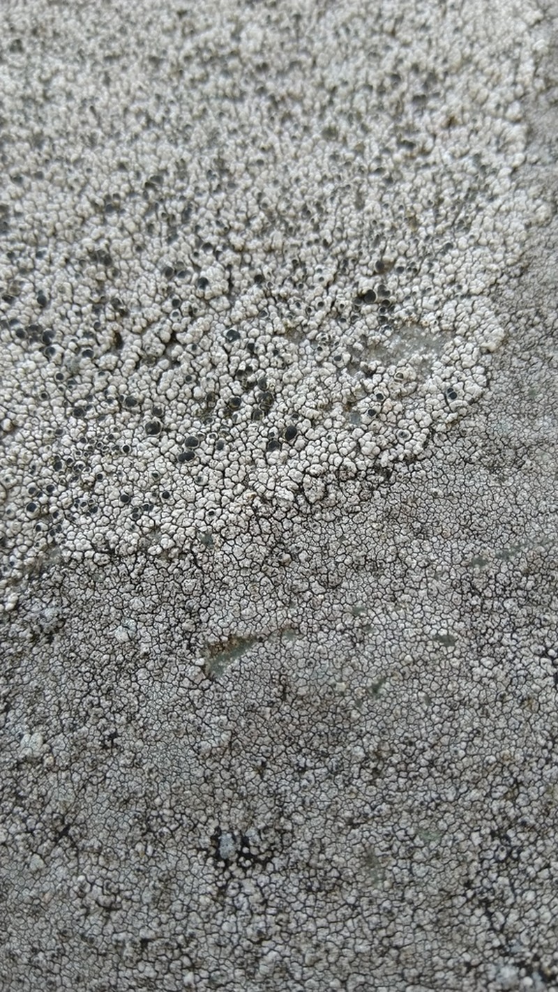 Tephromela Lichen photo 3