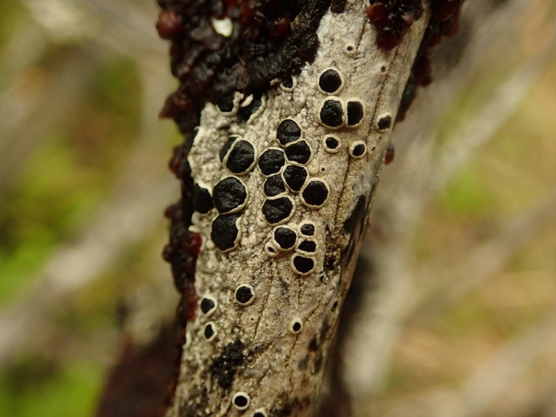 Tephromela Lichen photo 4