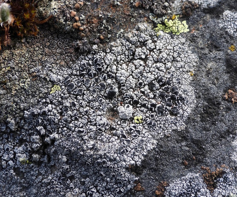 Tephromela Lichen photo 5