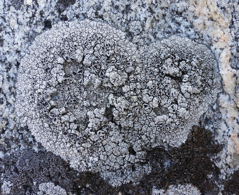 Tephromela Lichen photo 6