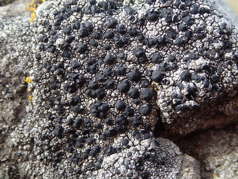 Tephromela Lichen photo 7