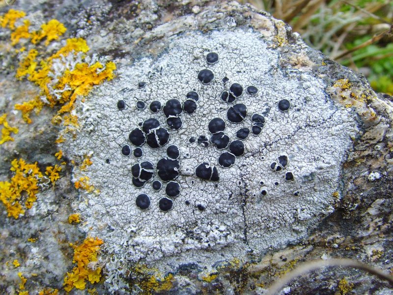 Tephromela Lichen