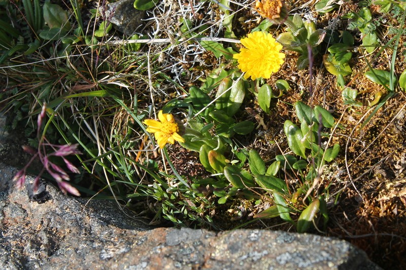 Tephroseris frigida photo 2
