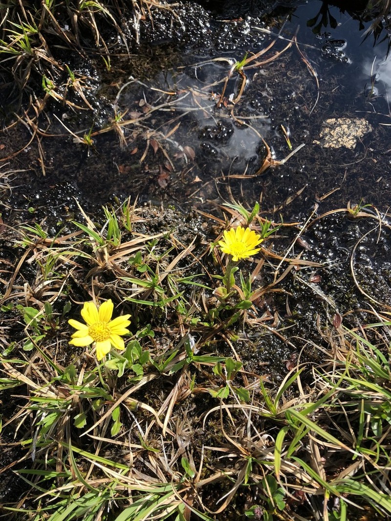 Tephroseris frigida photo 3