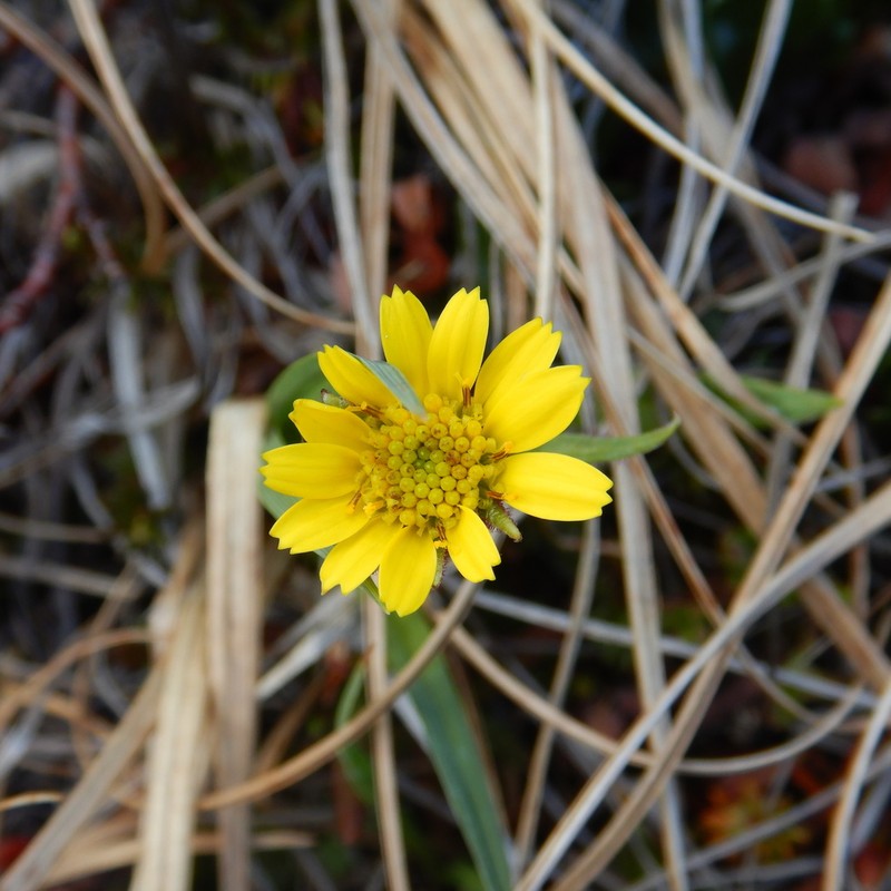 Tephroseris frigida photo 4