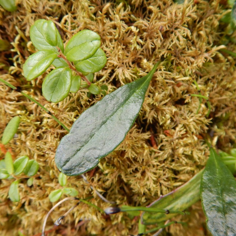 Tephroseris frigida photo 5