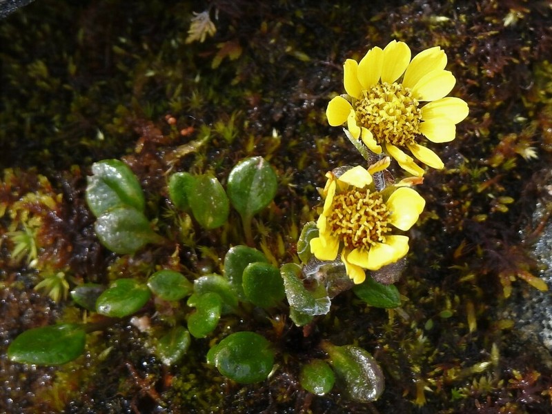 Tephroseris frigida photo 6