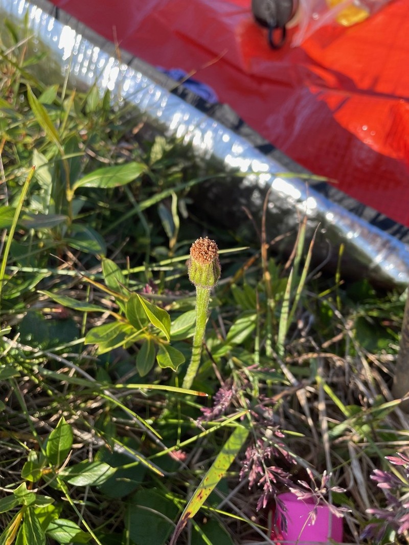 Tephroseris frigida photo 7