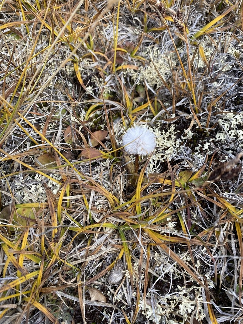 Tephroseris frigida photo 8