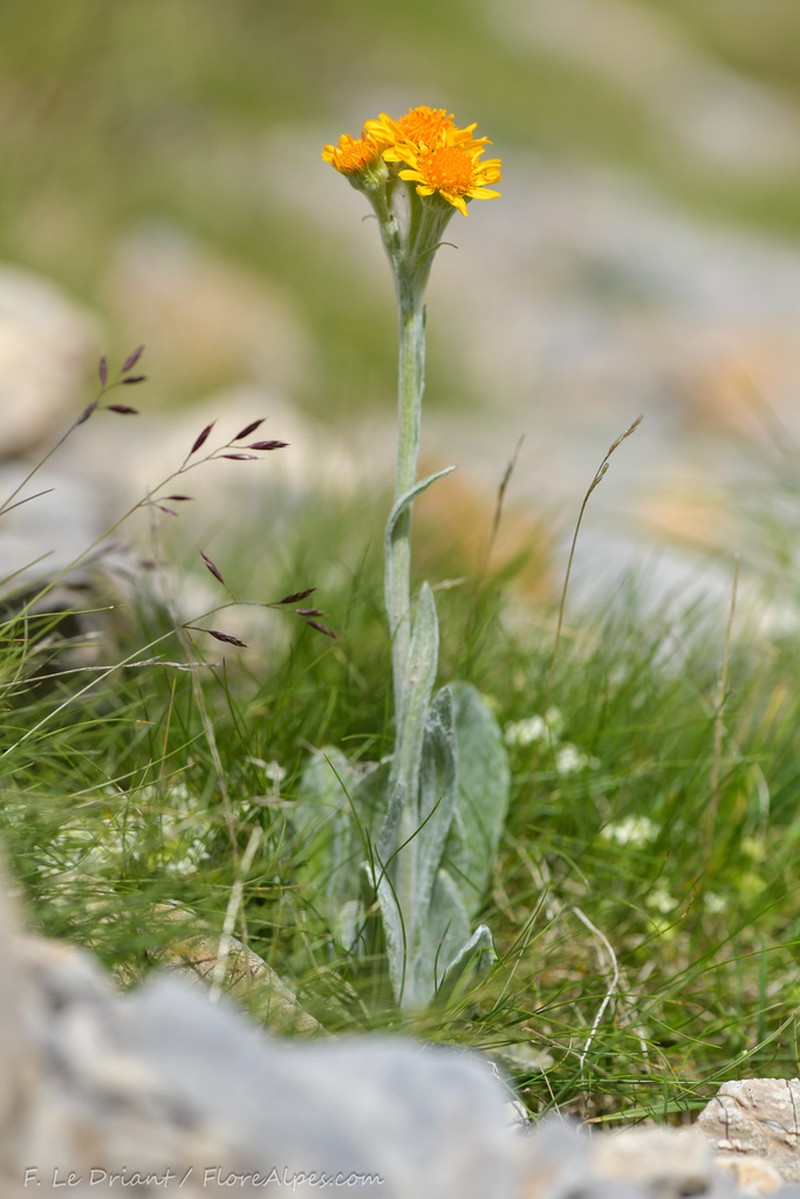 Senecio integrifolius photo 3