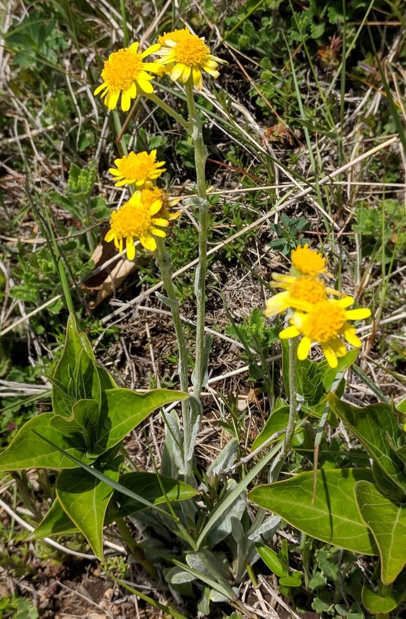 Senecio integrifolius photo 4