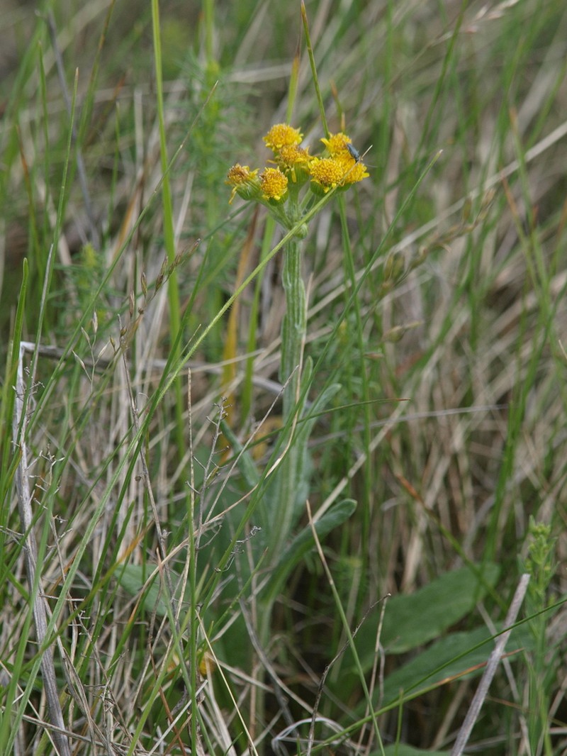 Senecio integrifolius photo 5