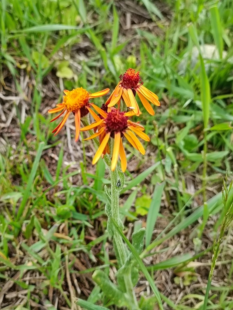 Senecio integrifolius photo 6