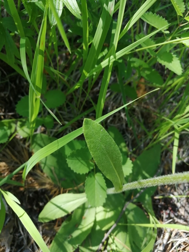 Senecio integrifolius photo 7
