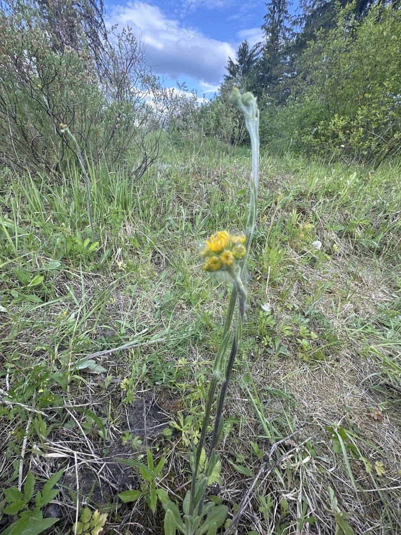 Senecio integrifolius photo 8
