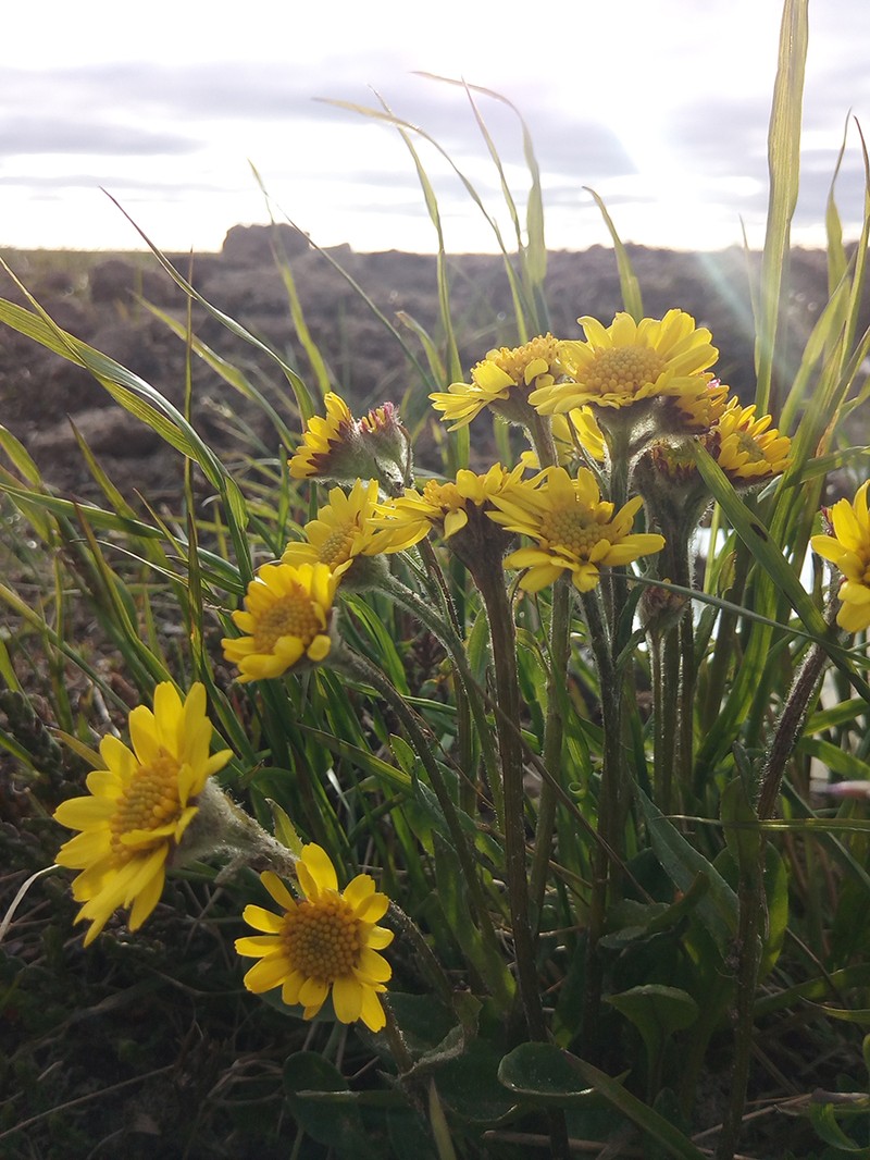 Arctic Groundsel