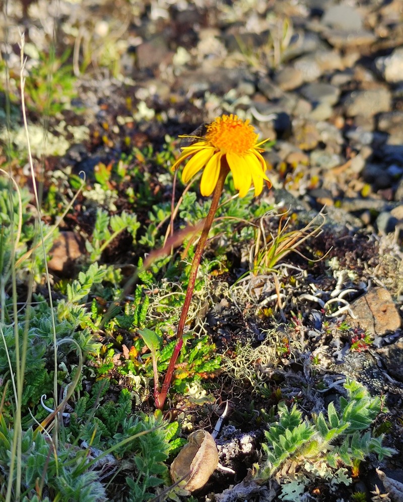 Arctic Groundsel photo 2