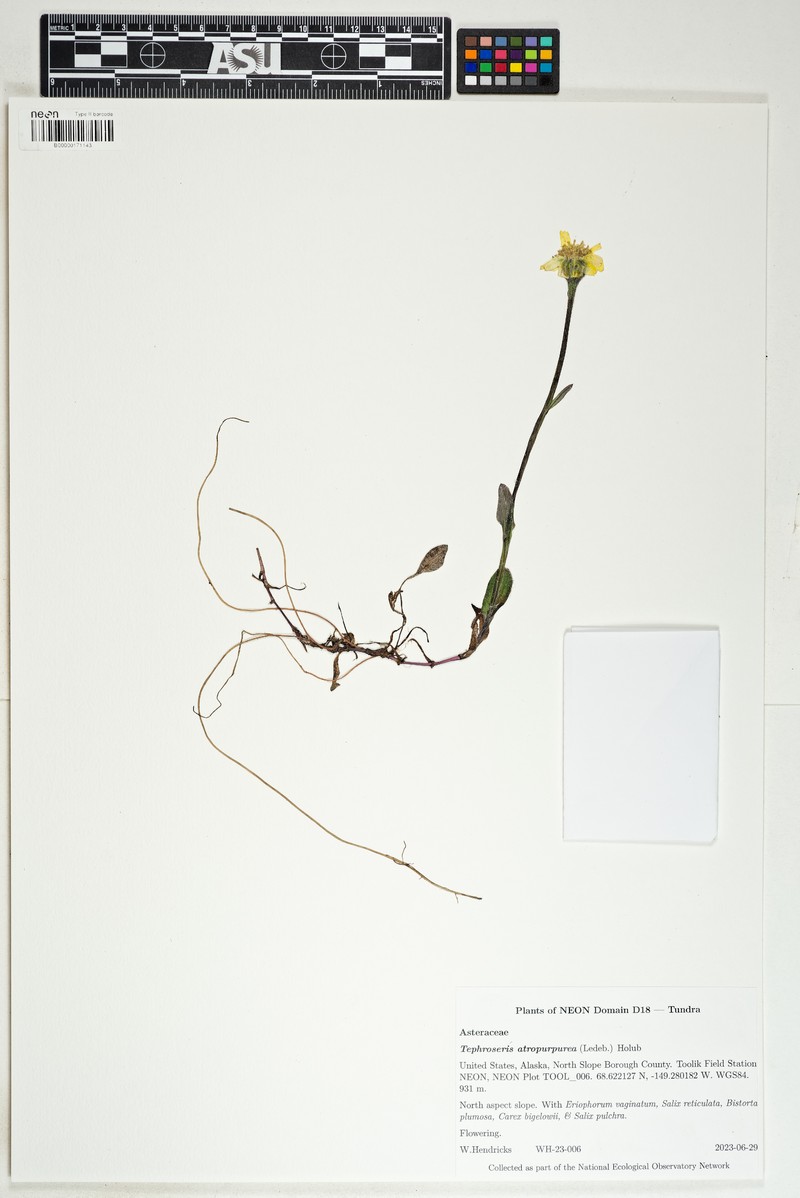 Arctic Groundsel photo 3