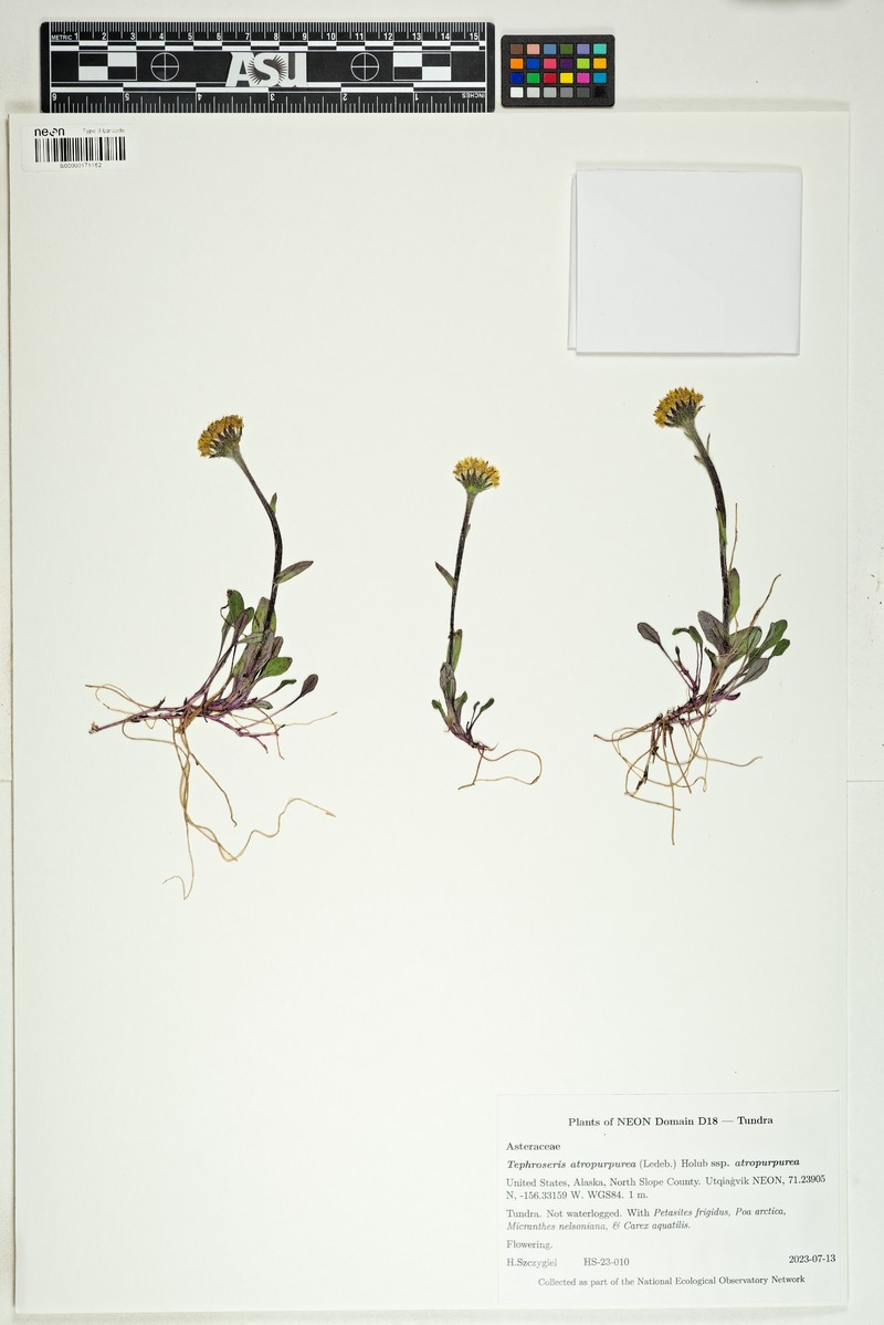 Arctic Groundsel photo 4