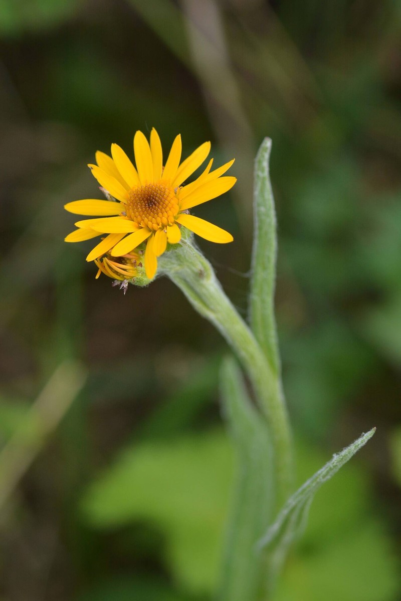 Tephroseris integrifolia subsp. tundricola
