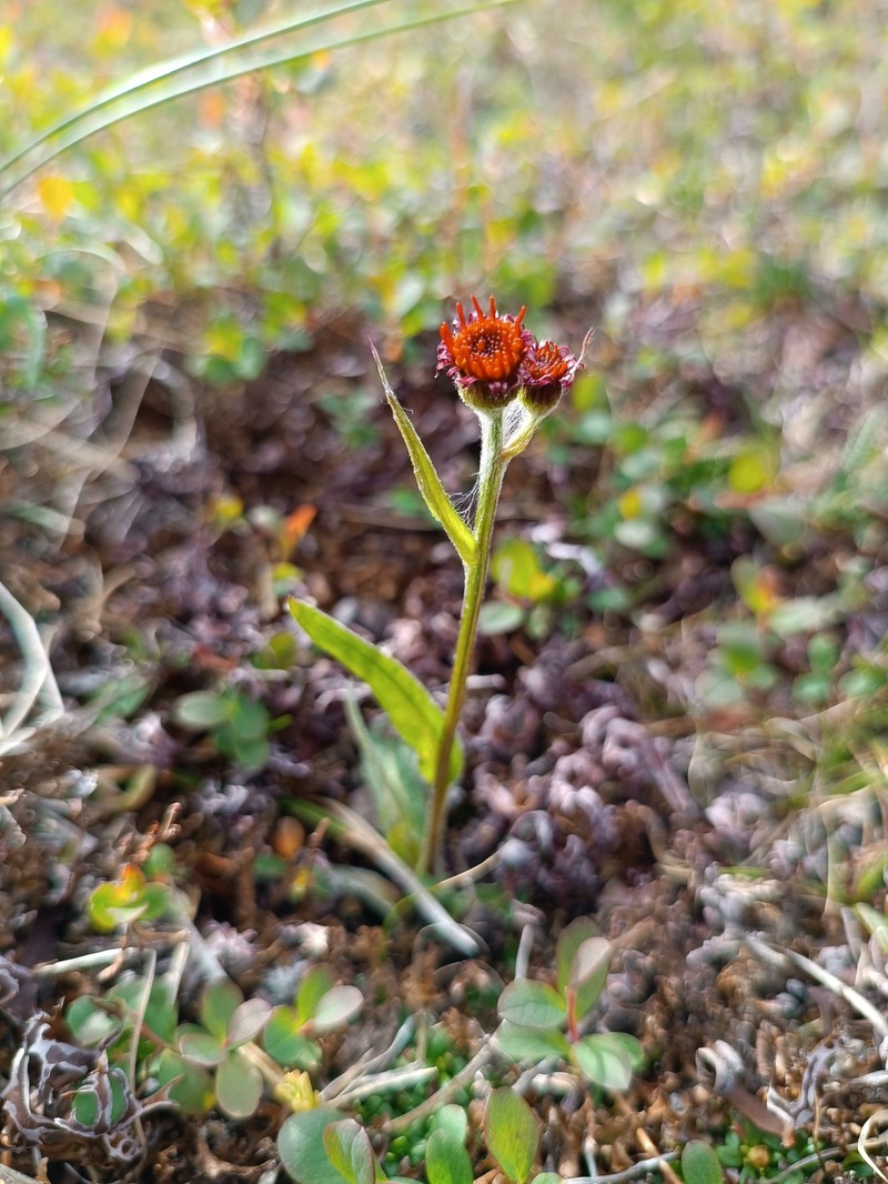 Tephroseris integrifolia subsp. tundricola photo 3