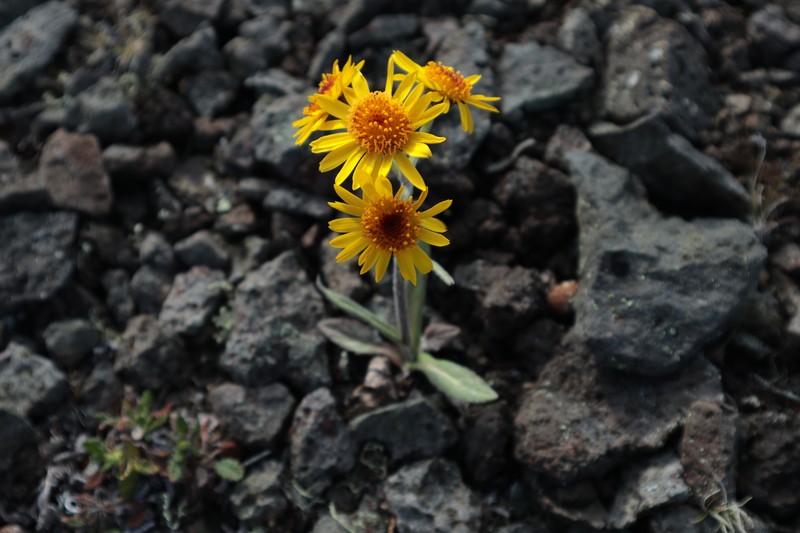 Tephroseris integrifolia subsp. tundricola photo 4