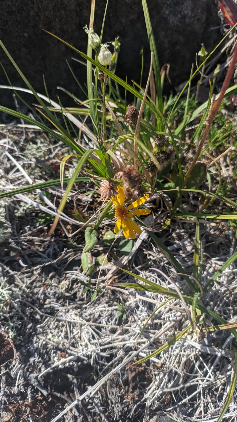 Tephroseris integrifolia subsp. tundricola photo 5