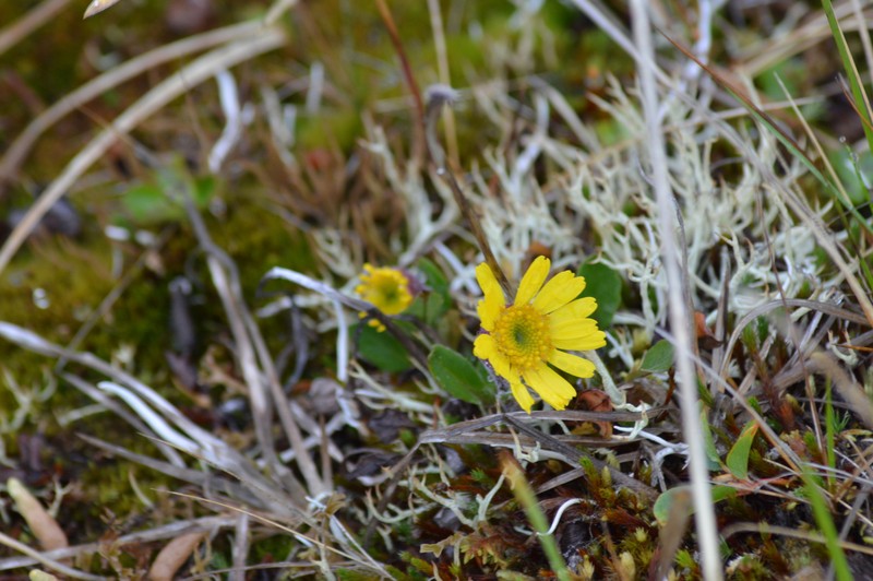 Tephroseris integrifolia subsp. tundricola photo 6