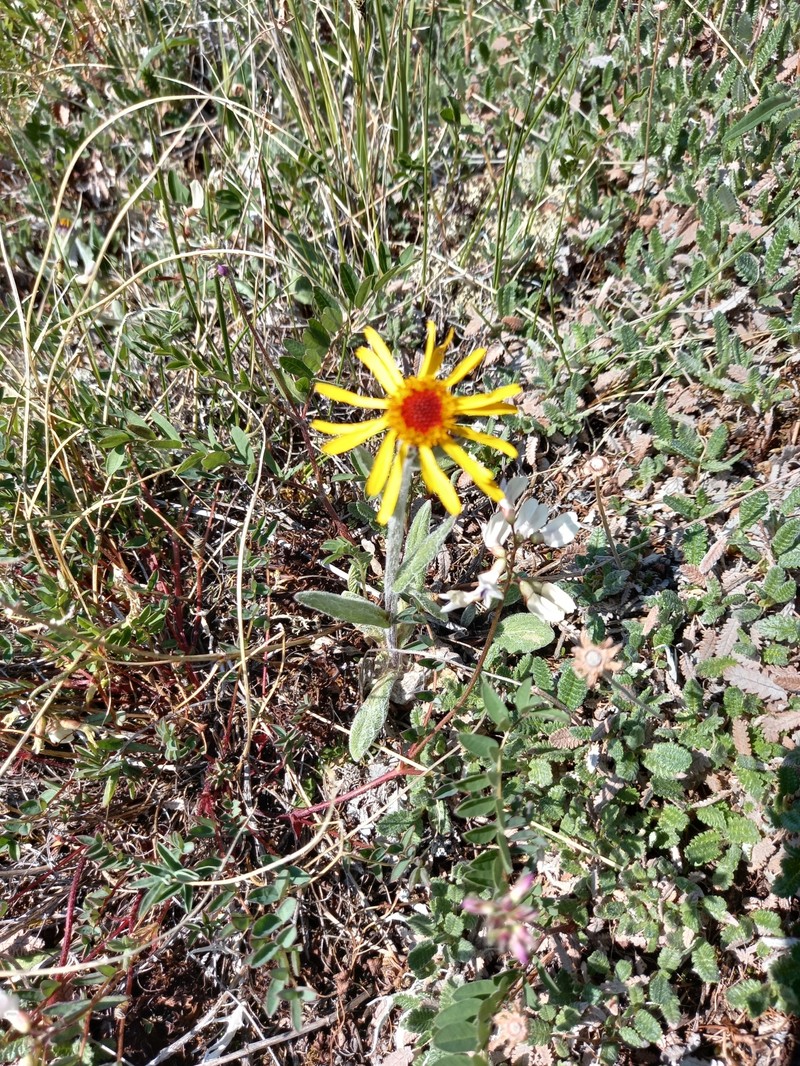 Tephroseris integrifolia subsp. tundricola photo 7