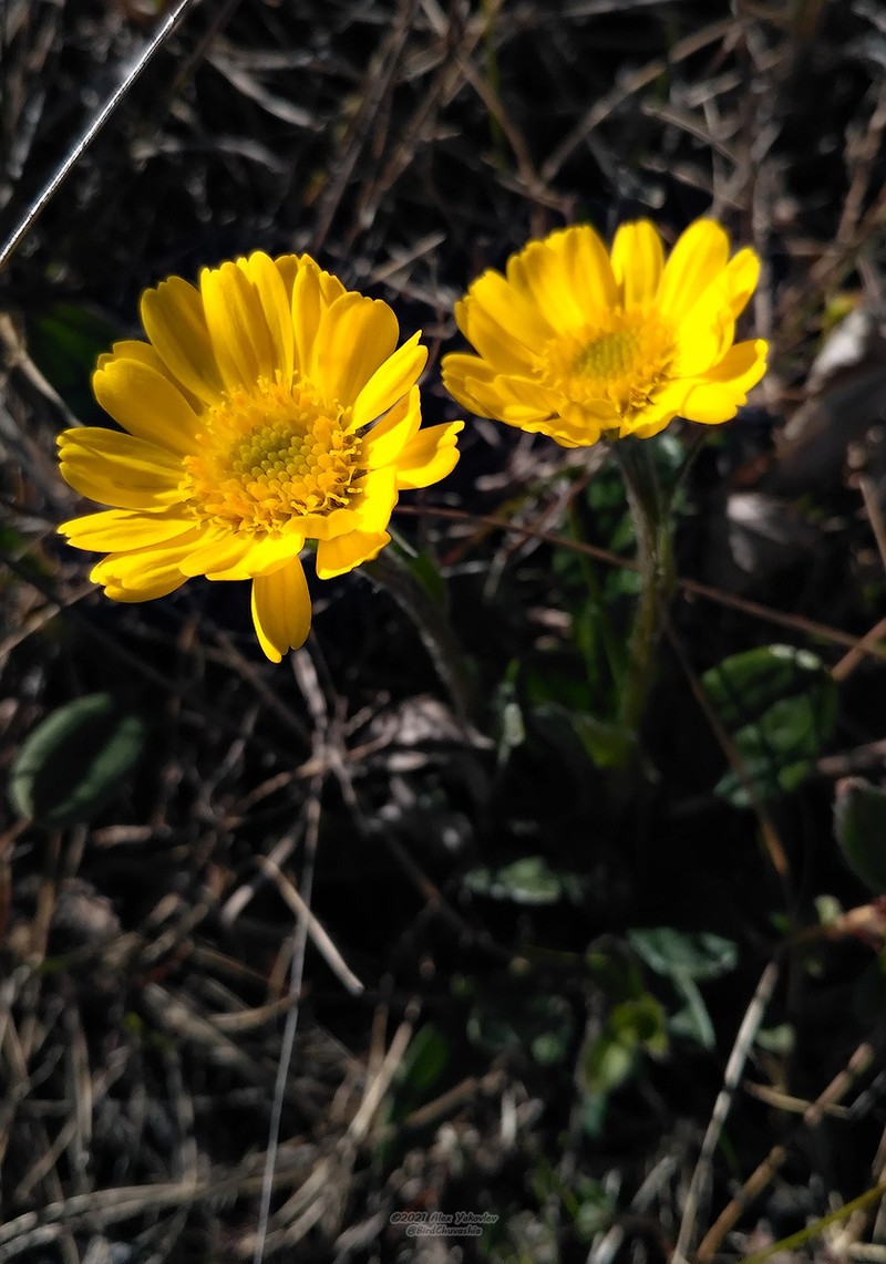 Tephroseris integrifolia subsp. tundricola photo 8