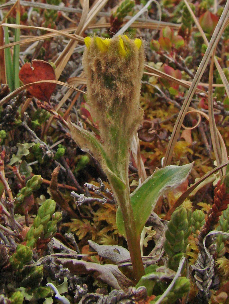 Kjellman's Groundsel