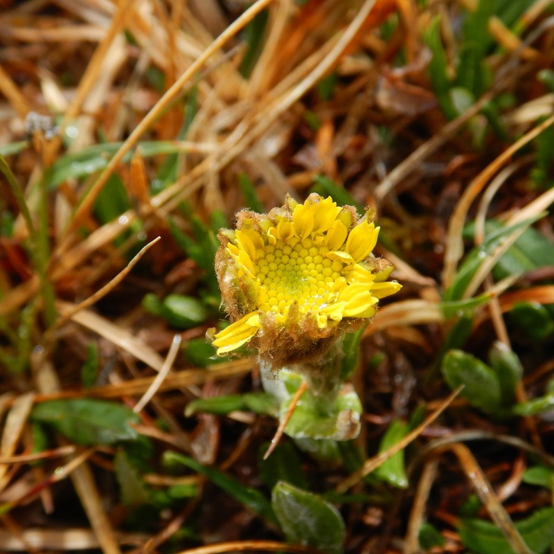 Kjellman's Groundsel photo 2