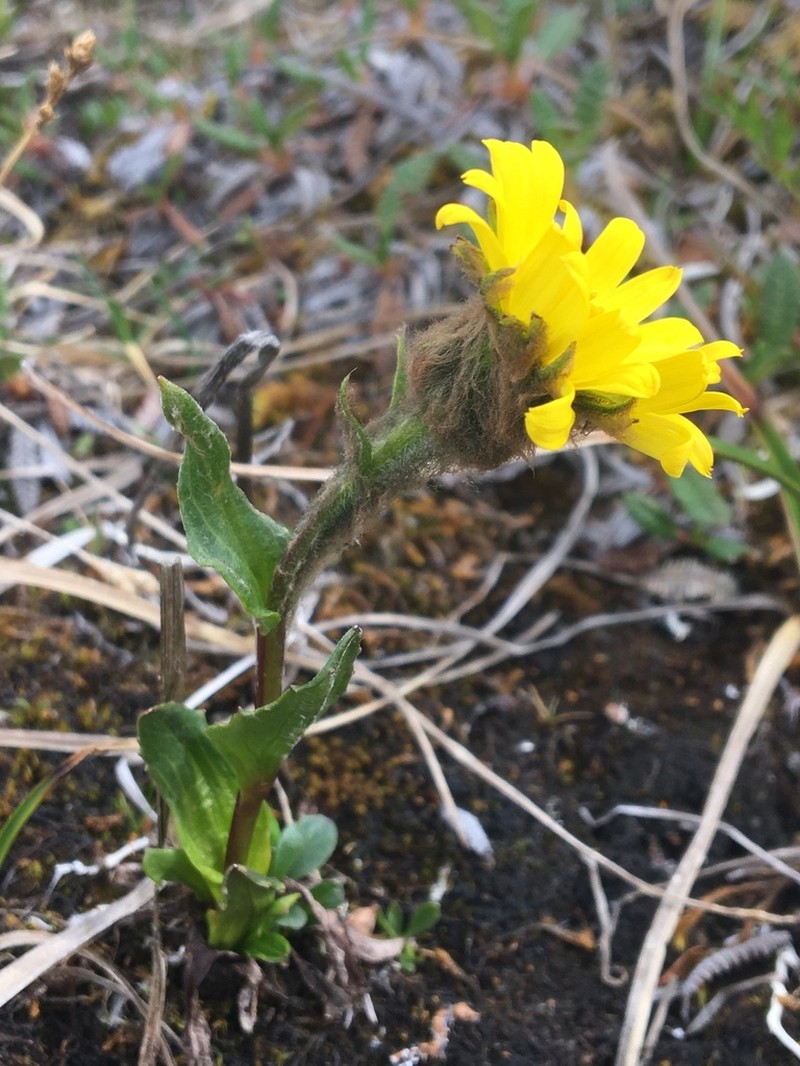Kjellman's Groundsel photo 3
