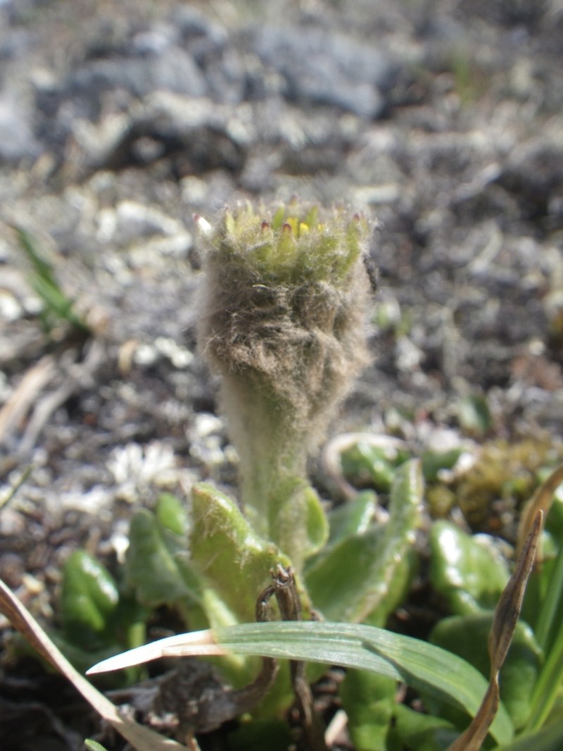 Kjellman's Groundsel photo 4
