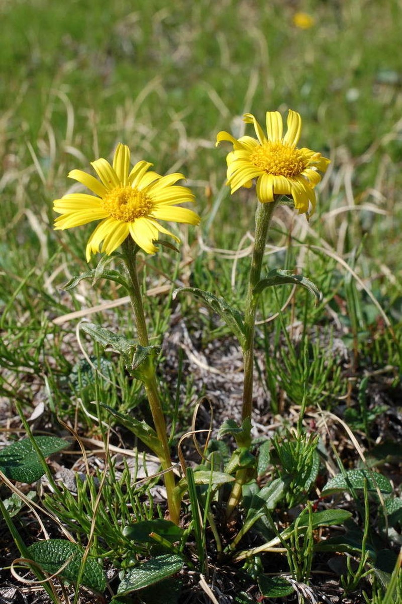 Kjellman's Groundsel photo 5