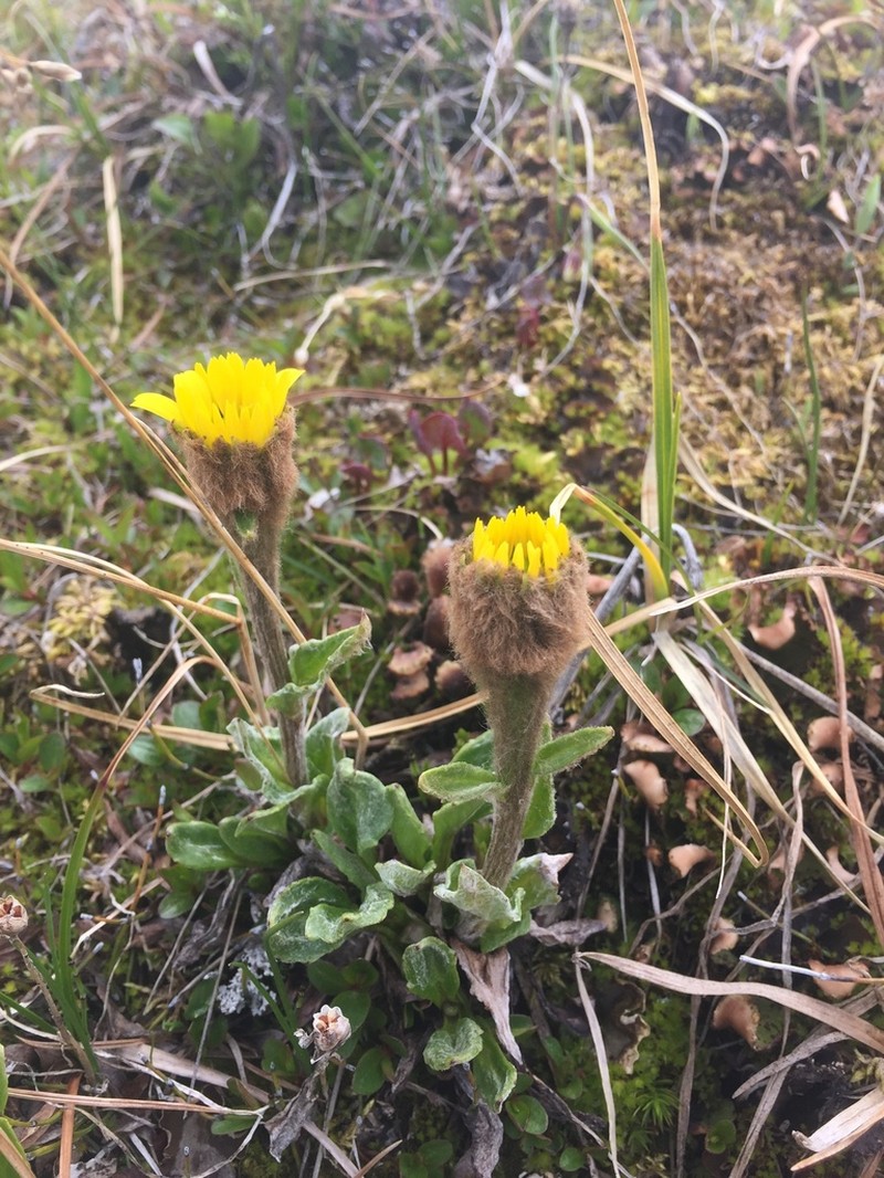 Kjellman's Groundsel photo 6
