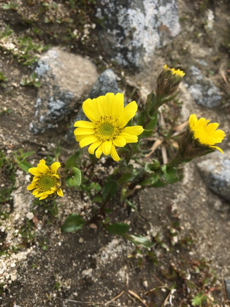 Kjellman's Groundsel photo 7
