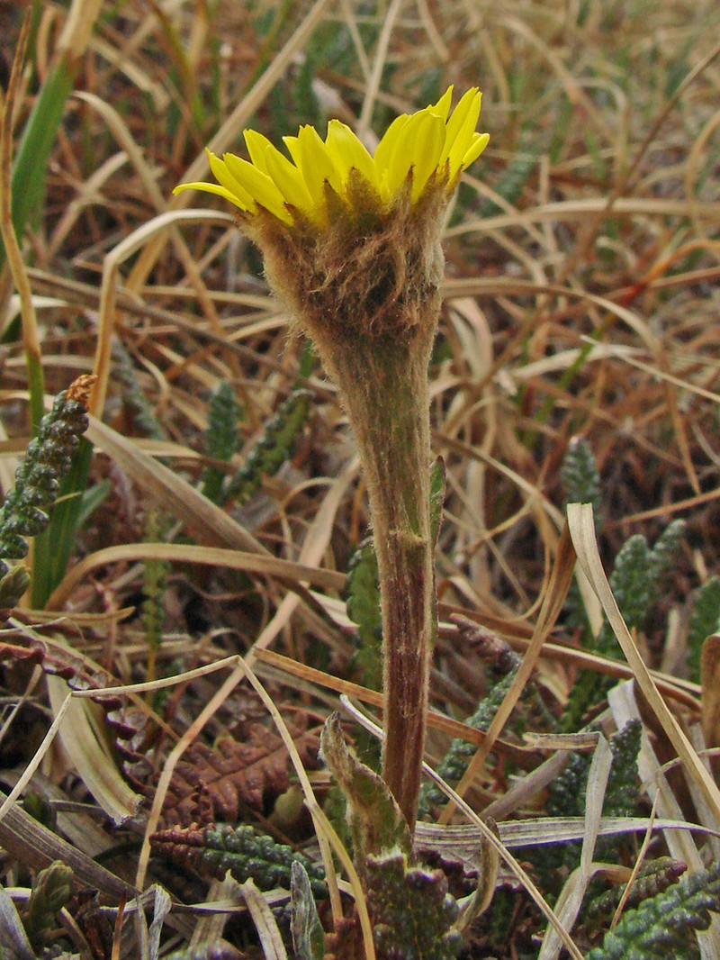 Kjellman's Groundsel photo 8