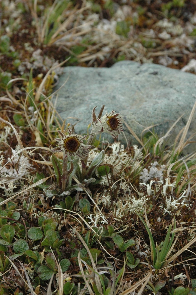 Fuscate Groundsel