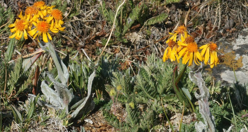 Fuscate Groundsel photo 2