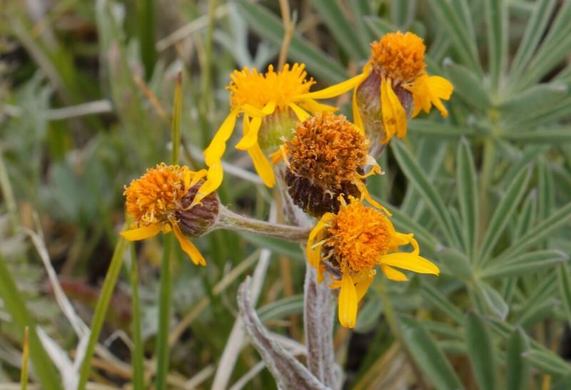 Fuscate Groundsel photo 3